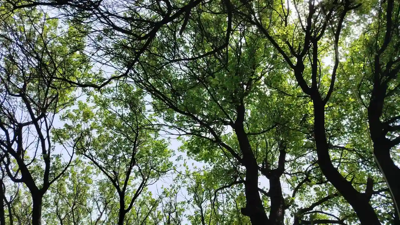 17.c.07 起草口网页版不用下载的在线使用与配置指南