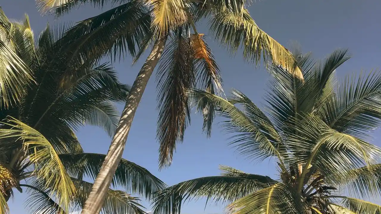 日批免费视频搜索有哪些常见问题和安全风险